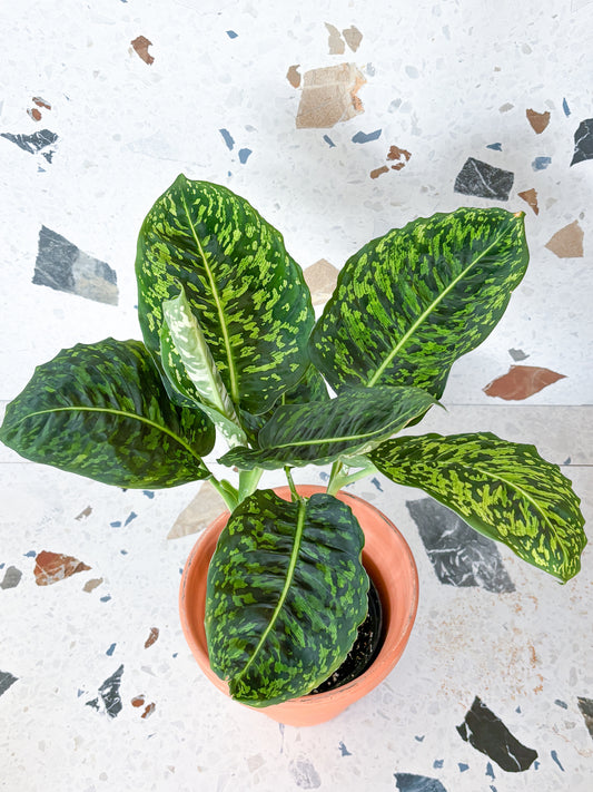 Reflector (Dieffenbachia)