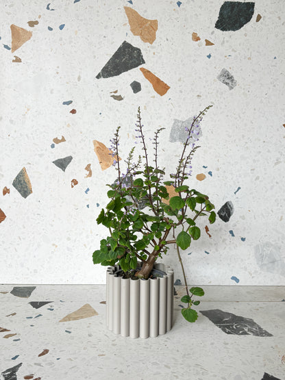Ernest (Plectranthus)