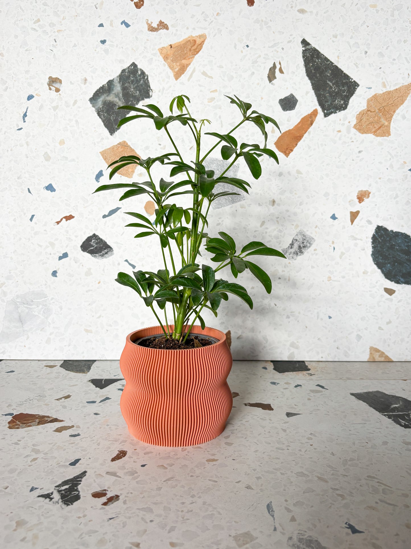 Cache pot 'Le Nuancé'