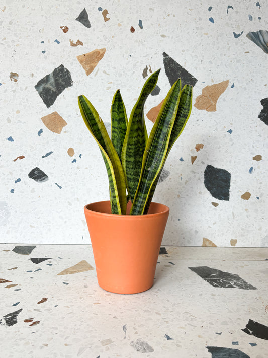 Pot vaso en terre cuite