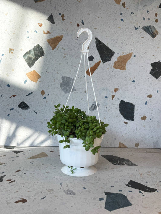 Leydon (Cotyledon)