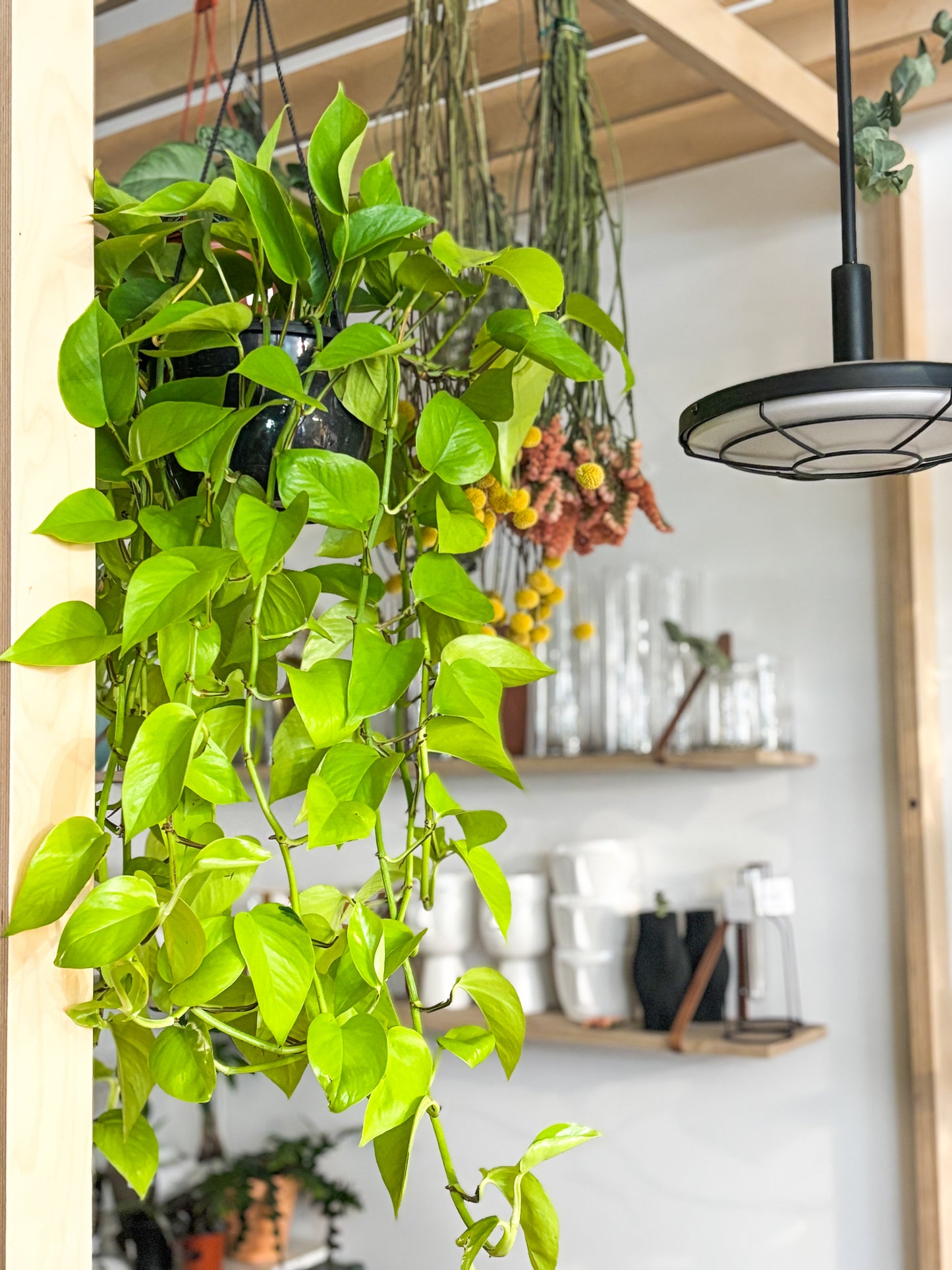 Charles (Pothos)