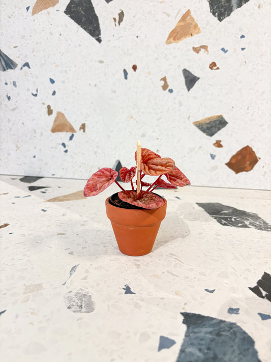 Pink Lady (Peperomia)