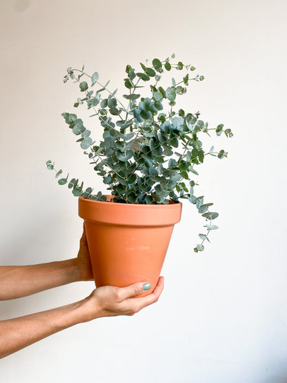 Eucalyptus en pot