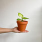 Dillon (Dieffenbachia)