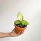 Dillon (Dieffenbachia)