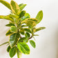 Sima (Ficus)