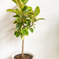 Sima (Ficus)