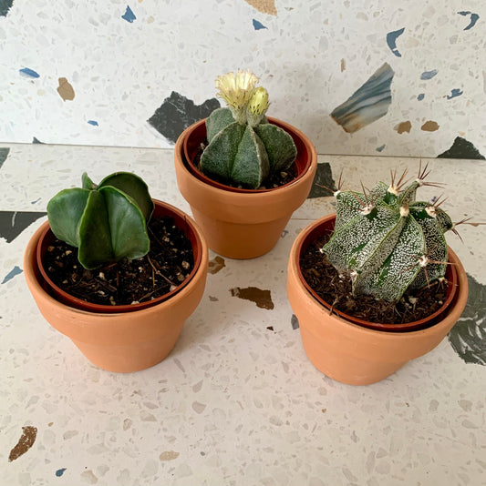 Astrophytum (Succulente)