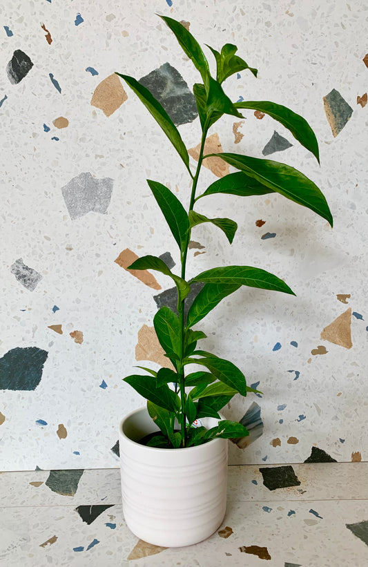Nocturnum (Jasmin)