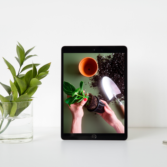Rempotage & bouturage 101 (virtuel)