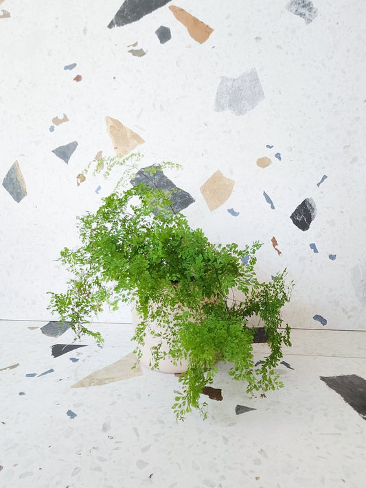 Addison (Fougère) - Alma Plantes