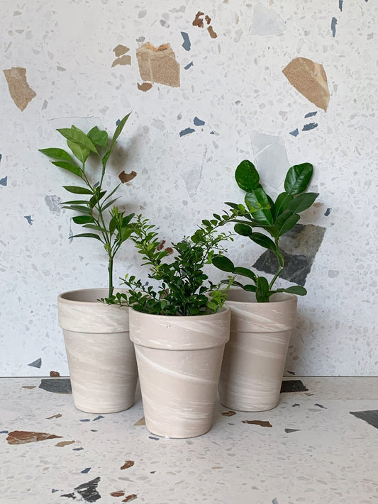 Agrumes assortis - Alma Plantes