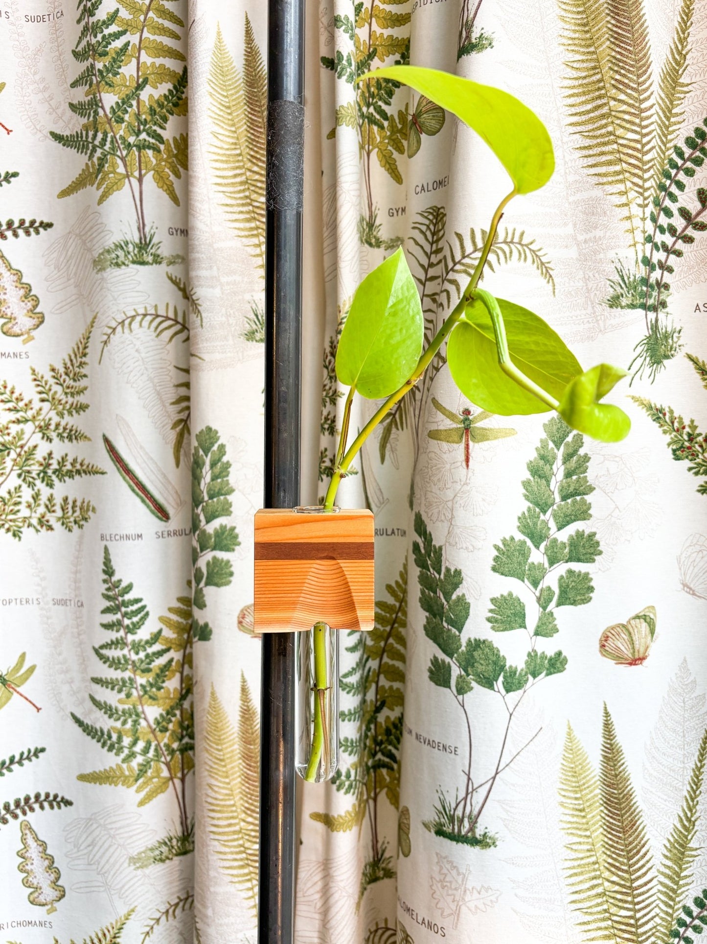 Aimant à bouture - Alma Plantes