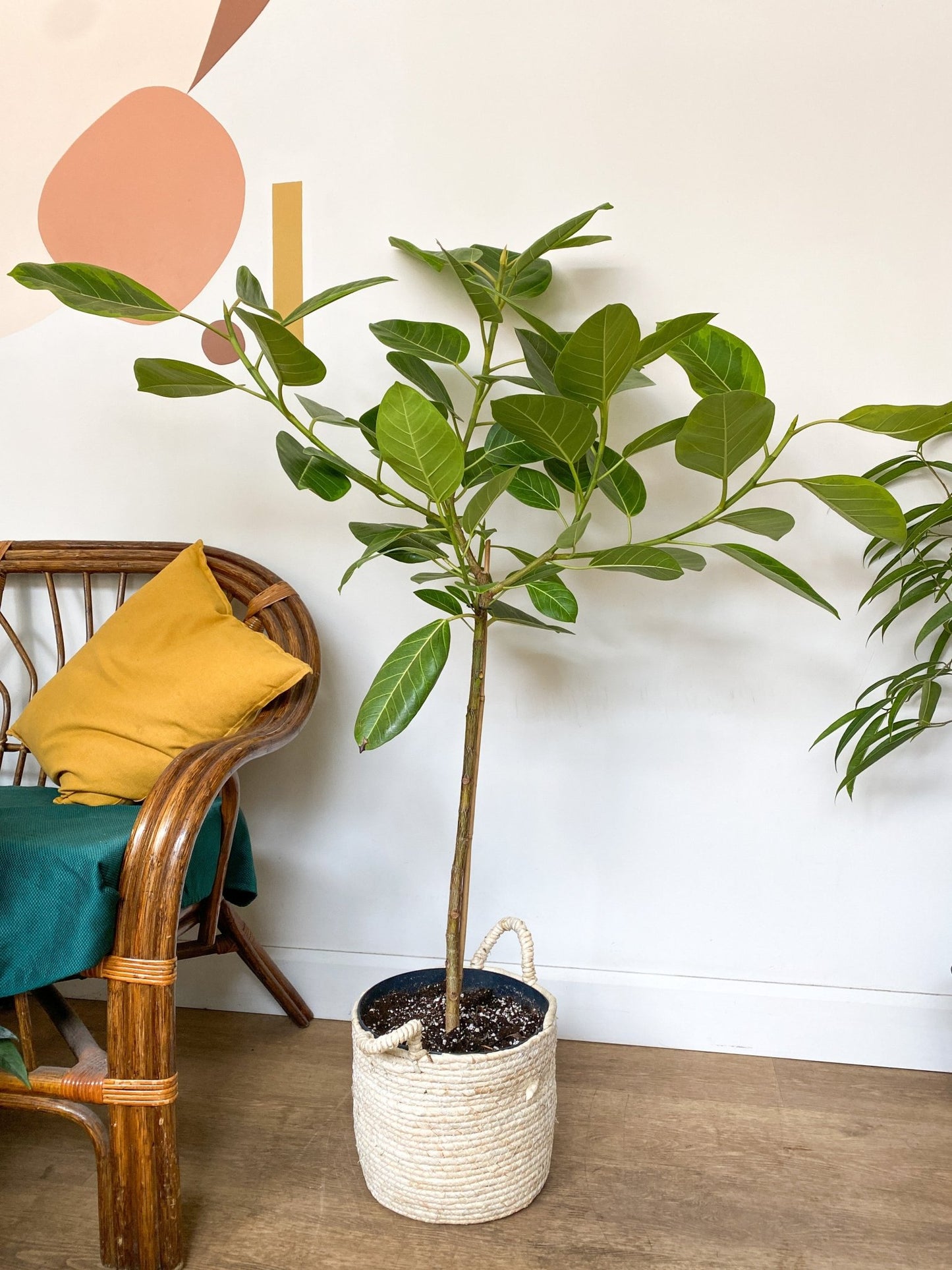 Albertine (Ficus) - Alma Plantes