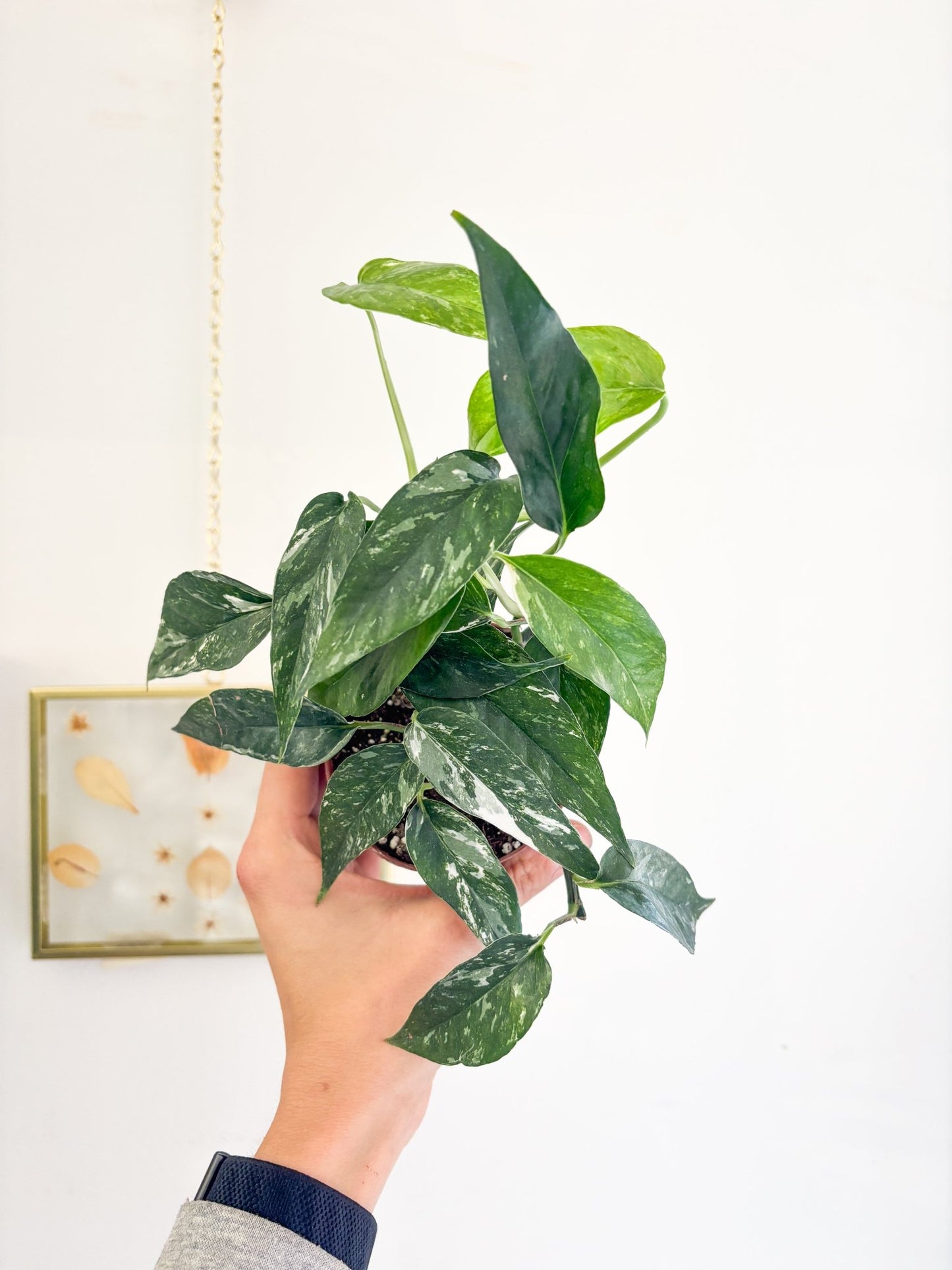 Alby (Pothos) - Alma Plantes