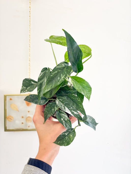 Alby (Pothos) - Alma Plantes
