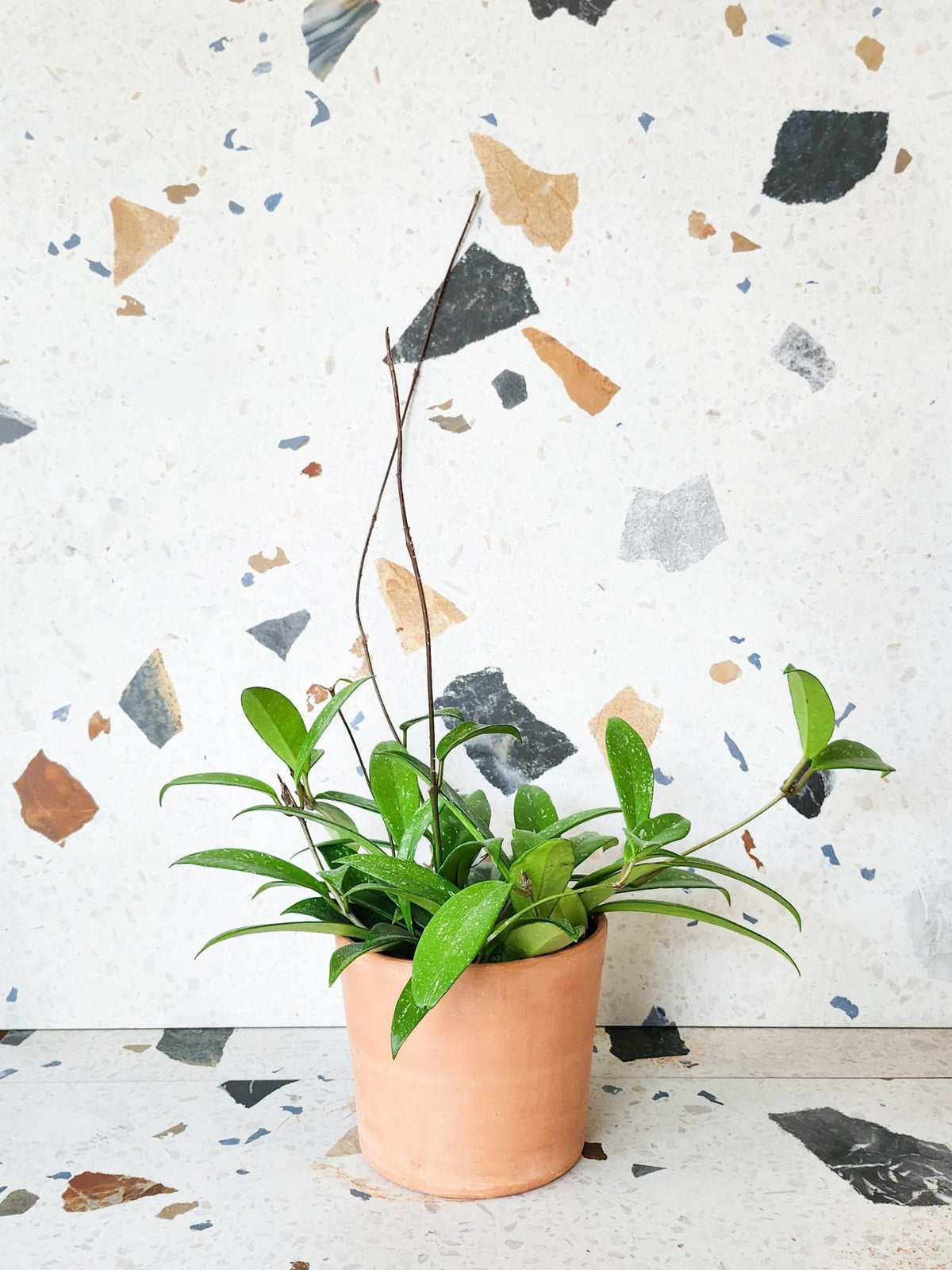 Alice (Hoya) - Alma Plantes