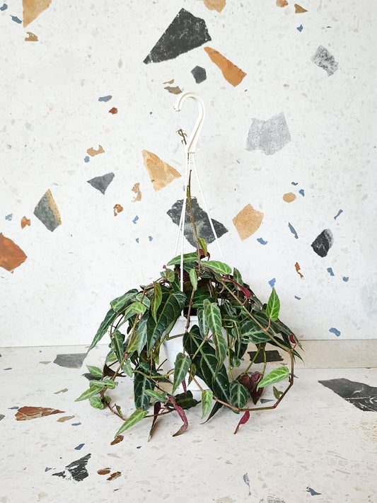 Amazonica (Cissus) - Alma Plantes