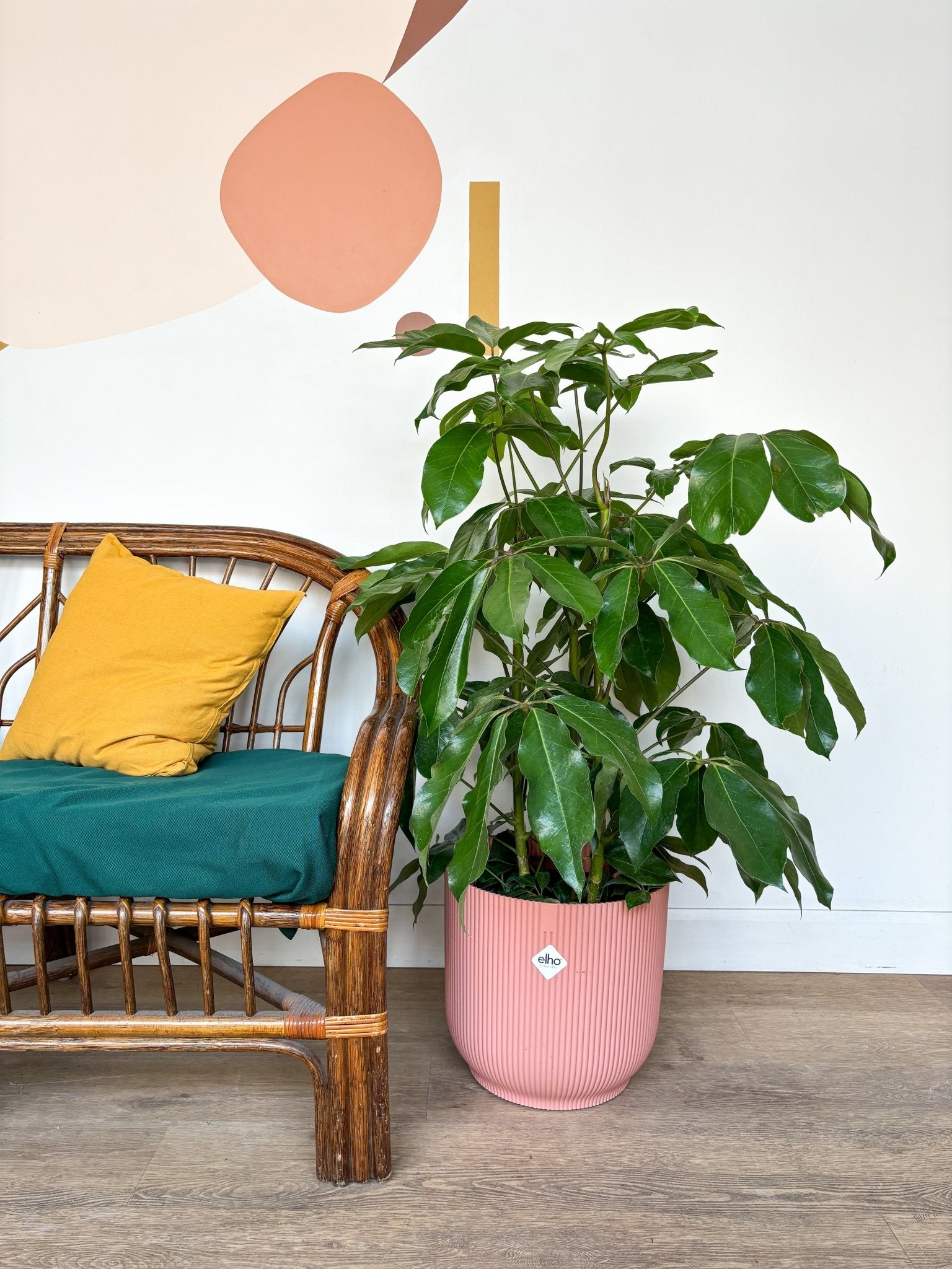 Amy (Schefflera) - Alma Plantes