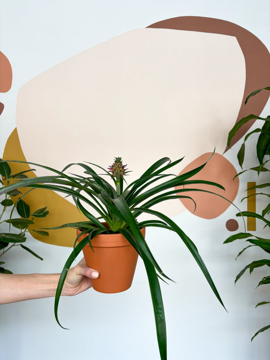 Anakim (Ananas) - Alma Plantes