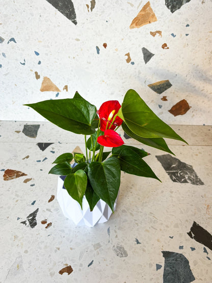 Andra (Anthurium) - Alma Plantes