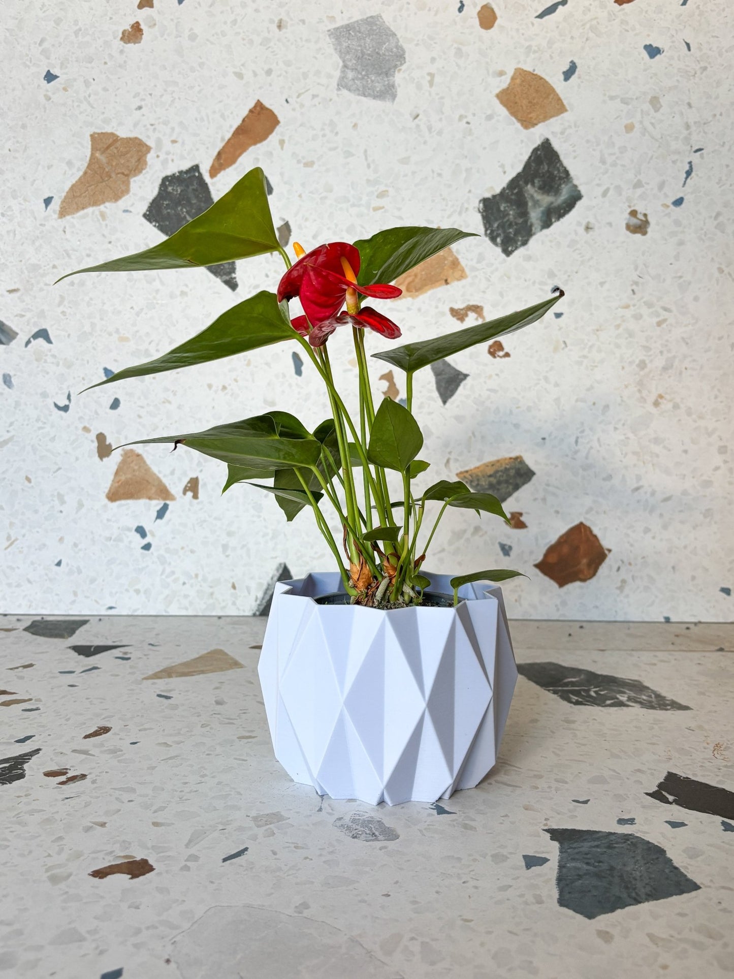 Andra (Anthurium) - Alma Plantes