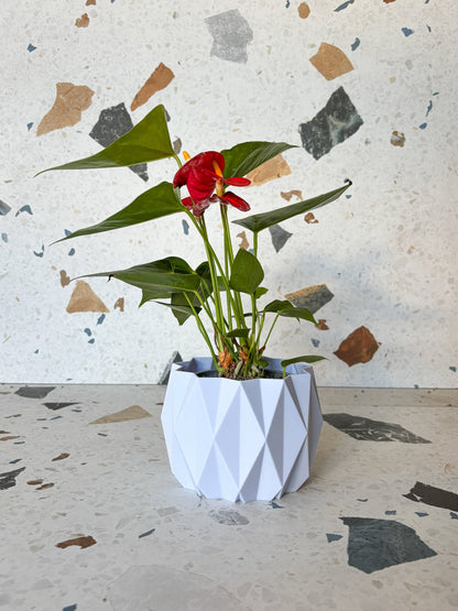 Andra (Anthurium) - Alma Plantes