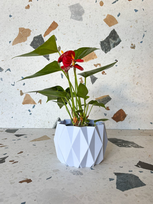 Andra (Anthurium) - Alma Plantes