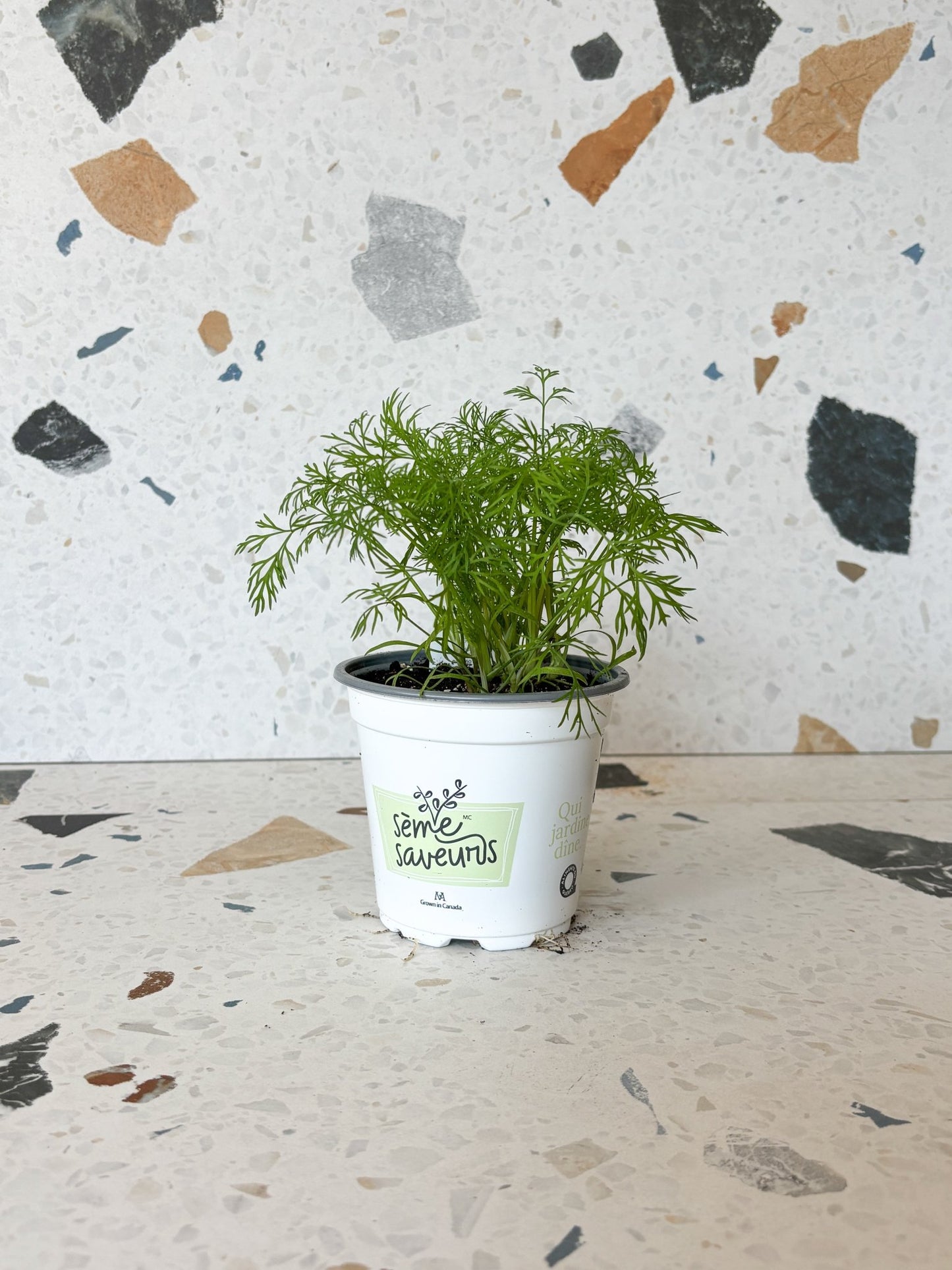 Aneth - Alma Plantes