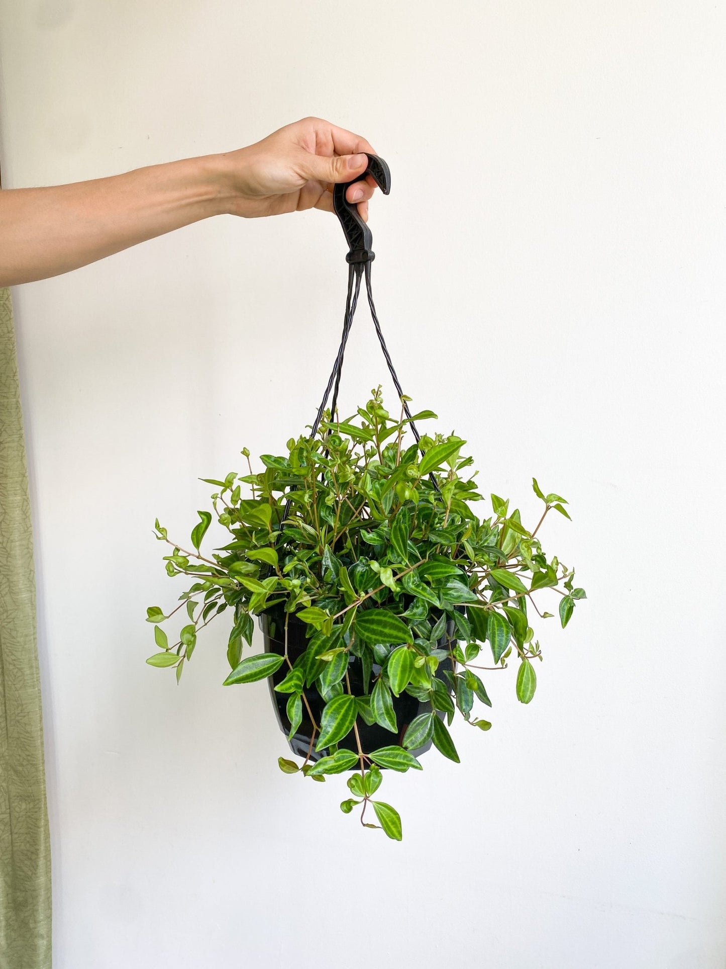 Angus (Peperomia) - Alma Plantes