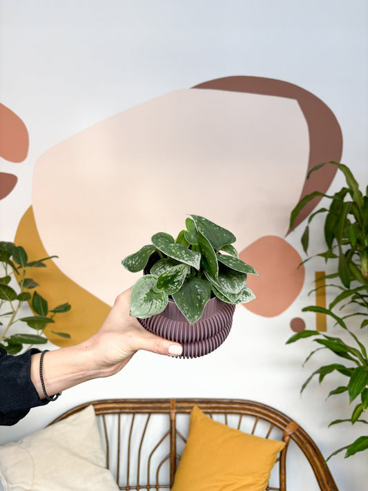 Ann (Scindapsus) - Alma Plantes