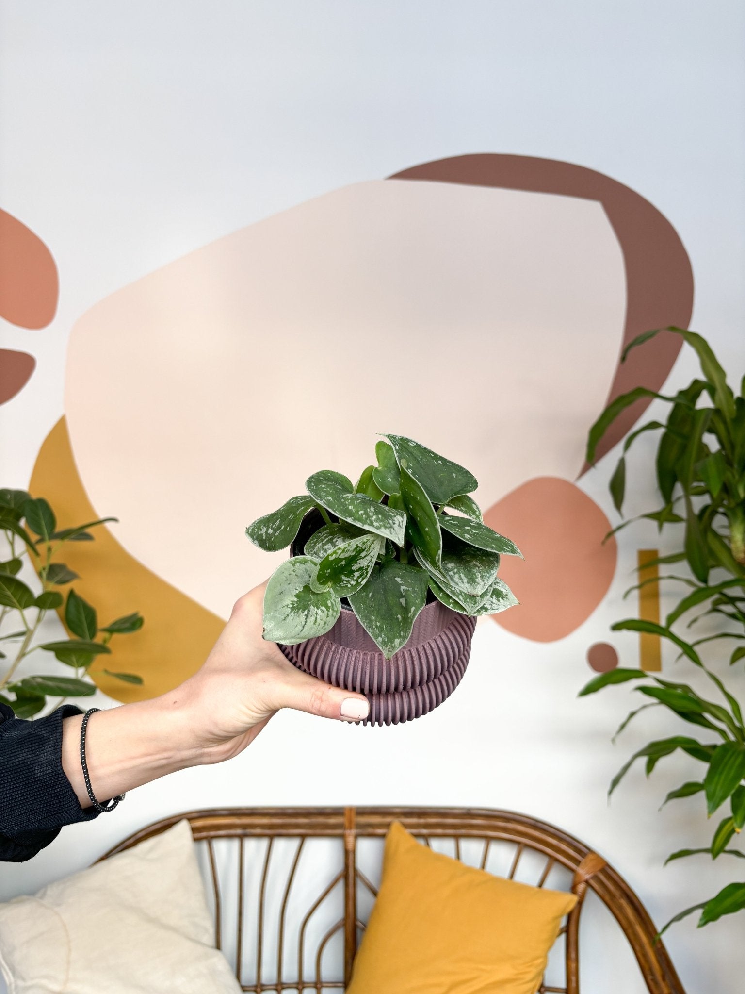 Ann (Scindapsus) - Alma Plantes