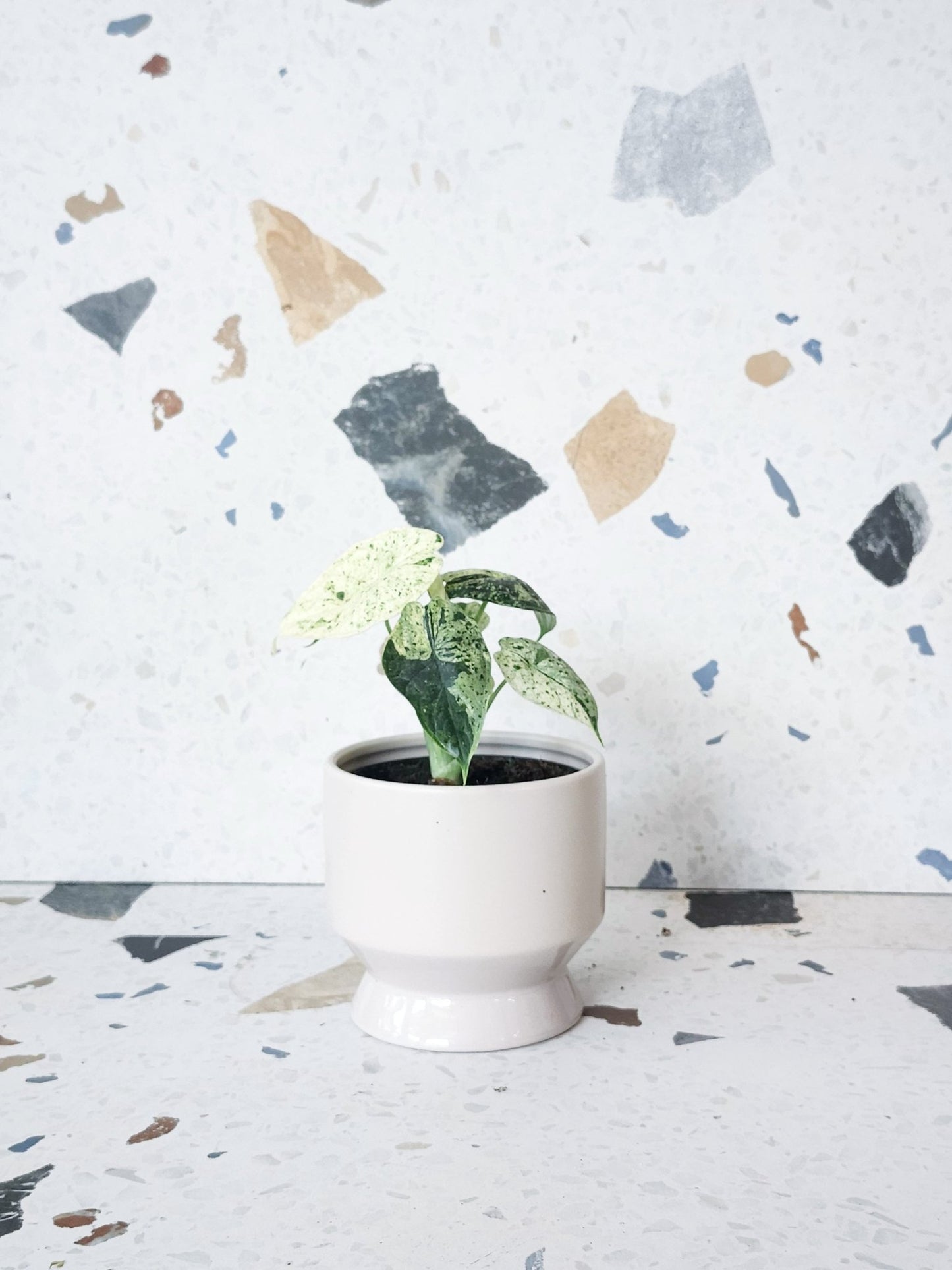 Antoine (Alocasia) - Alma Plantes