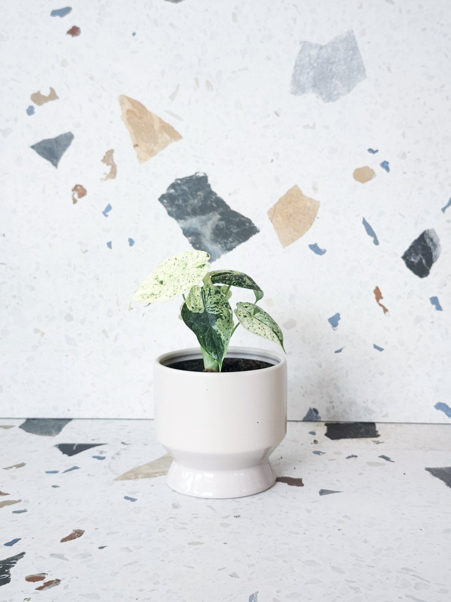 Antoine (Alocasia) - Alma Plantes