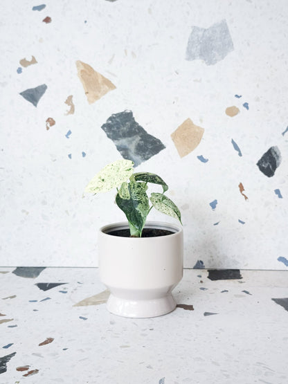 Antoine (Alocasia) - Alma Plantes