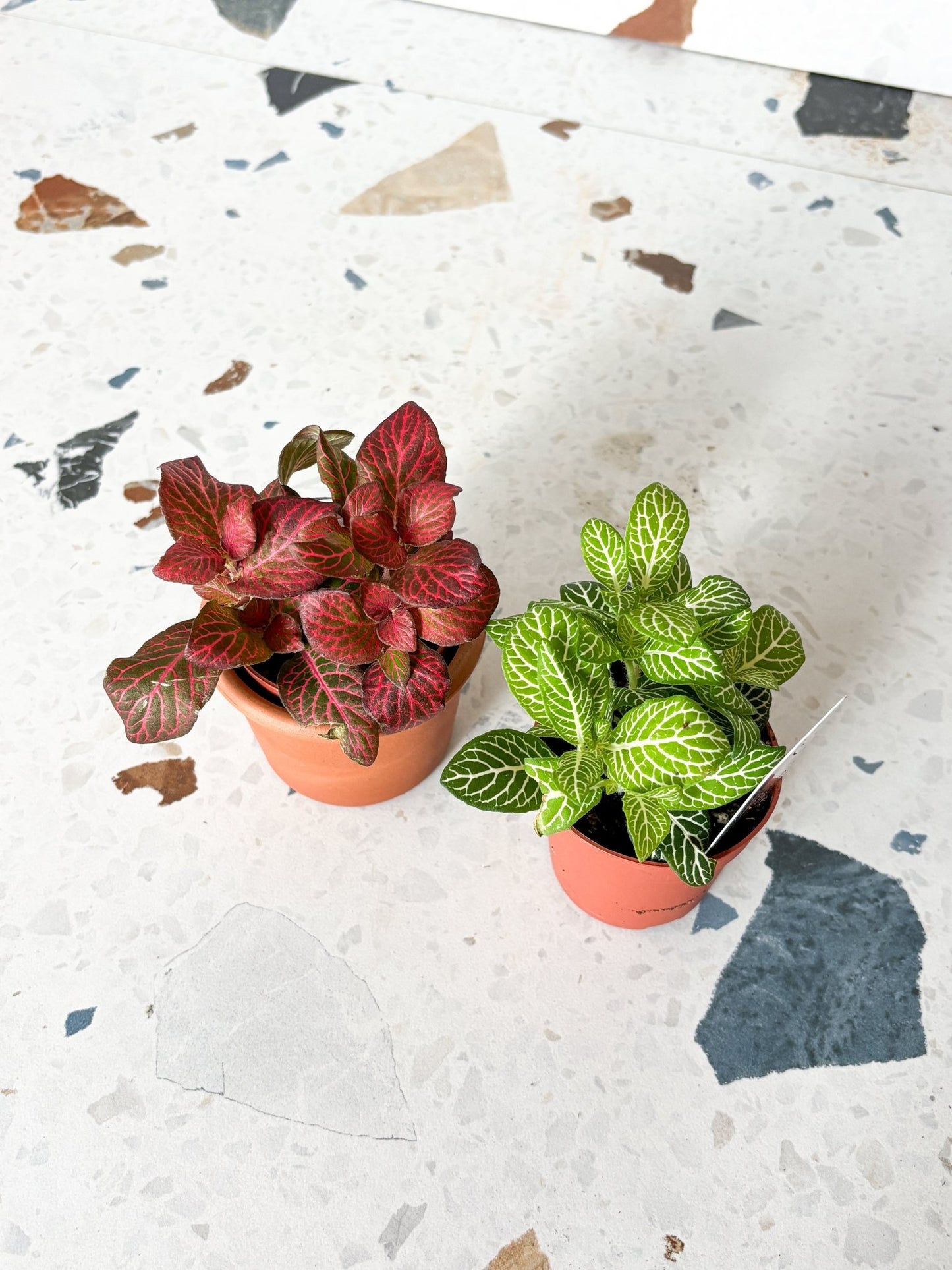 Antonia (Fittonia) - Alma Plantes