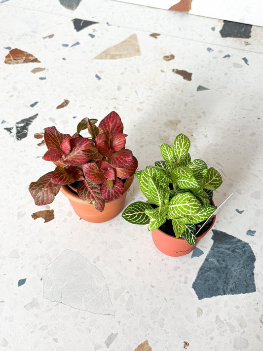 Antonia (Fittonia) - Alma Plantes