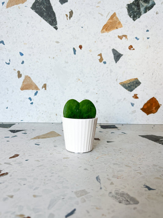 Arthur (Hoya) - Alma Plantes