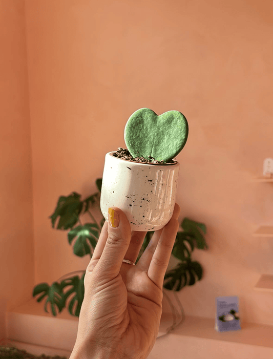 Arthur (Hoya) - Alma Plantes