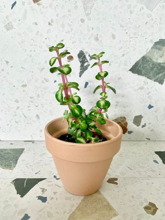 Arya (Portulacaria) - Alma Plantes