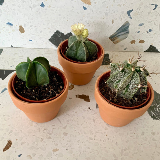 Astrophytum (Succulente) - Alma Plantes