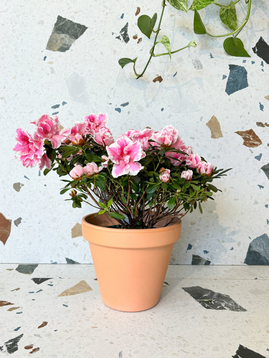 Azalée (Azalea) - Alma Plantes