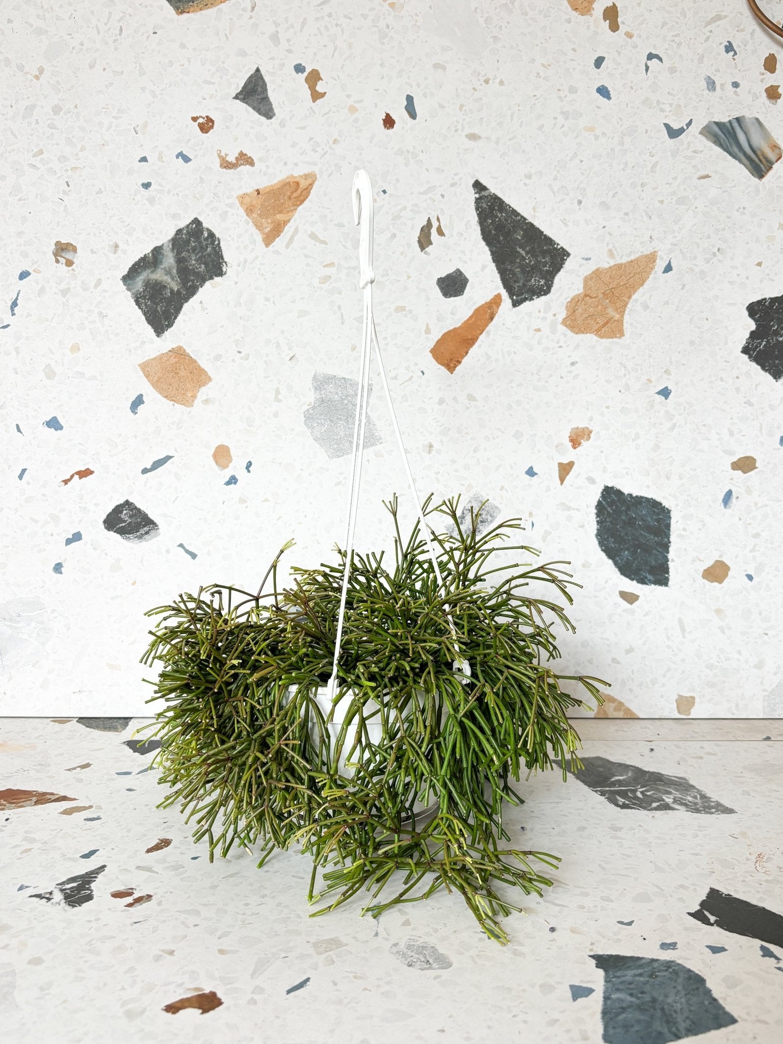 Bachira (Rhipsalis) - Alma Plantes