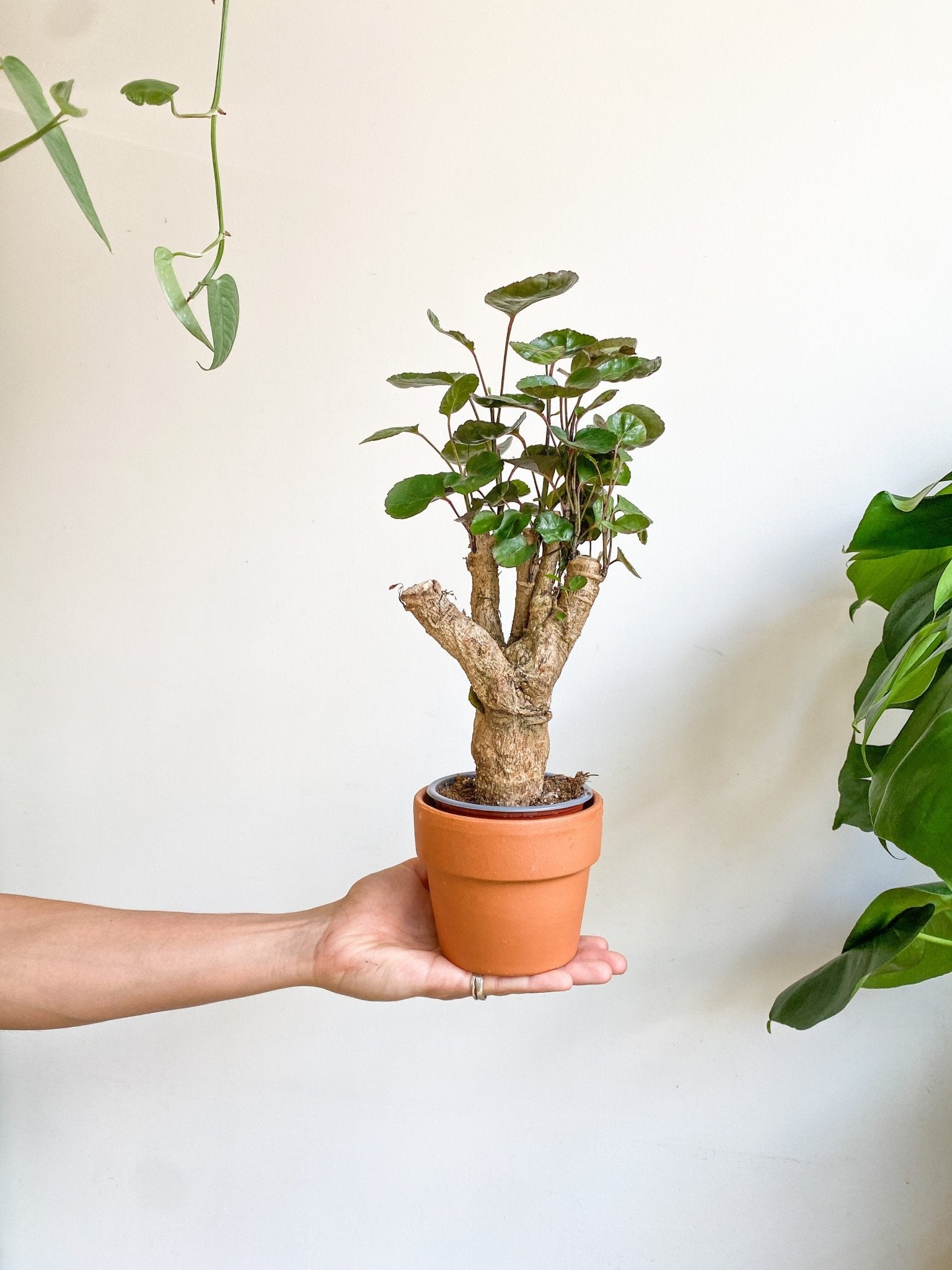 Balfour (Aralia) - Alma Plantes