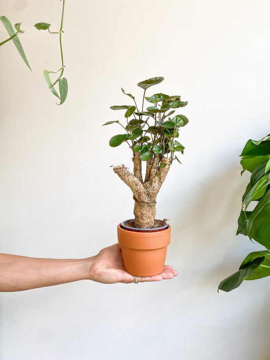 Balfour (Aralia) - Alma Plantes