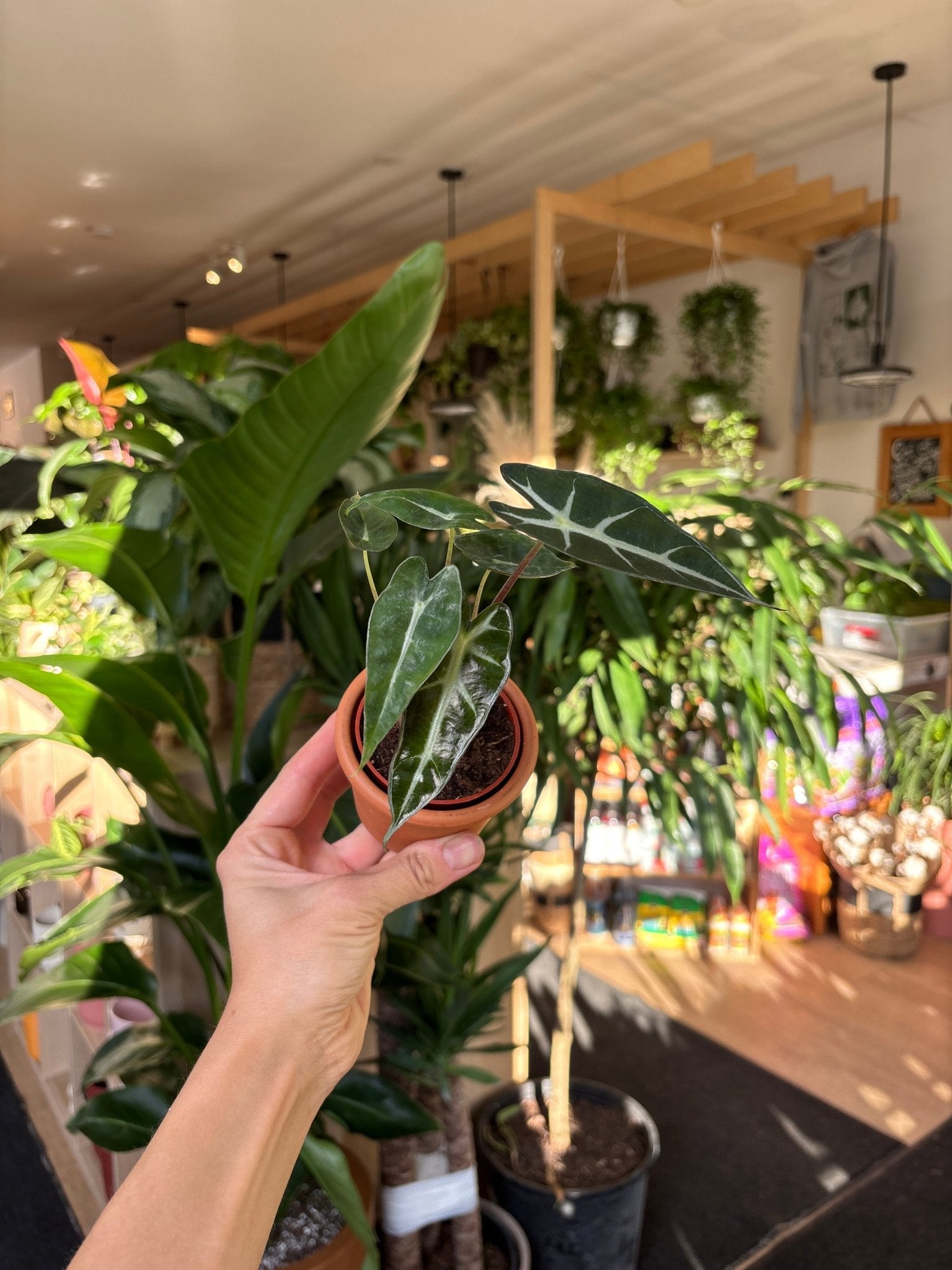 Bambino (Alocasia) - Alma Plantes