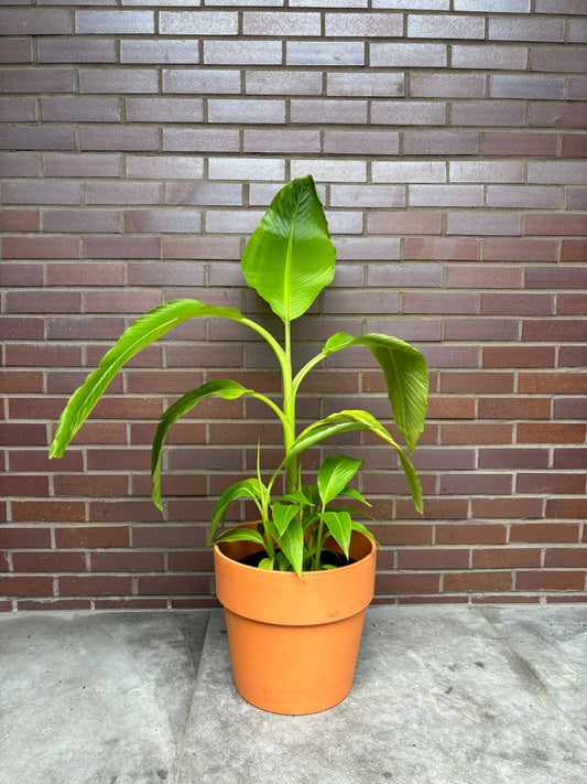 Banéon (Bananier) - Alma Plantes