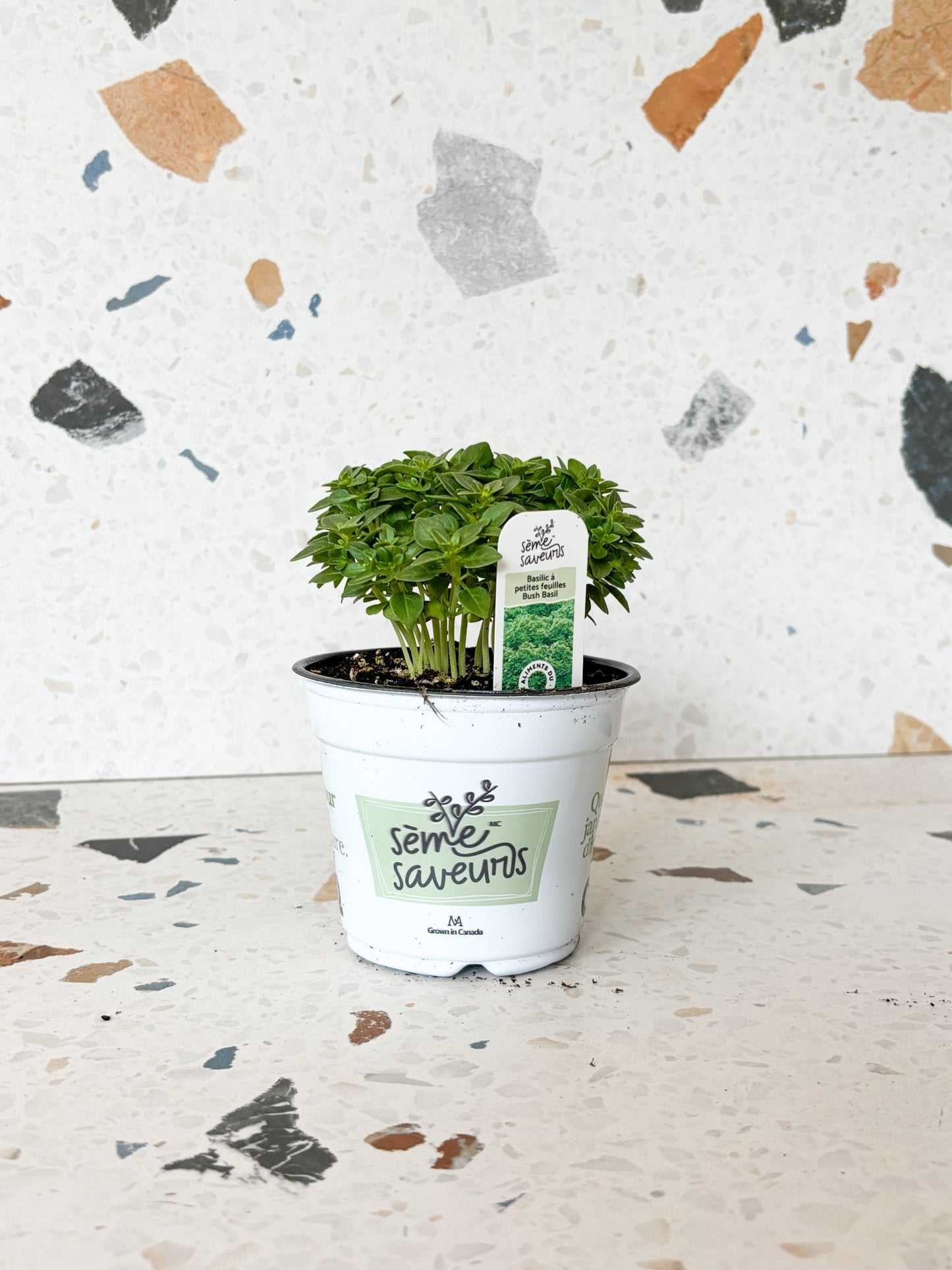 Basilic à petite feuilles - Alma Plantes