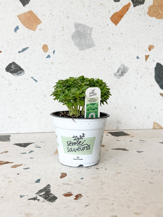 Basilic à petite feuilles - Alma Plantes